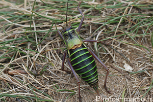 Ephippiger ephippiger diurnus